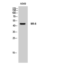 Western Blot - Anti-5-HT-6 Antibody (C12019) - Antibodies.com