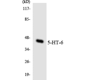 Western Blot - Anti-5-HT-6 Antibody (R12-2422) - Antibodies.com