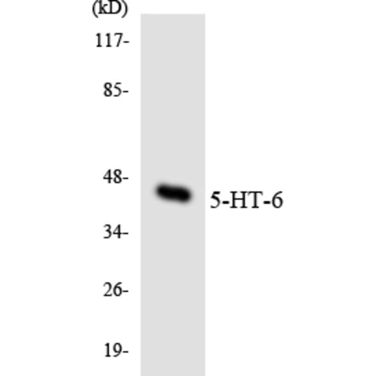 Western Blot - Anti-5-HT-6 Antibody (R12-2422) - Antibodies.com