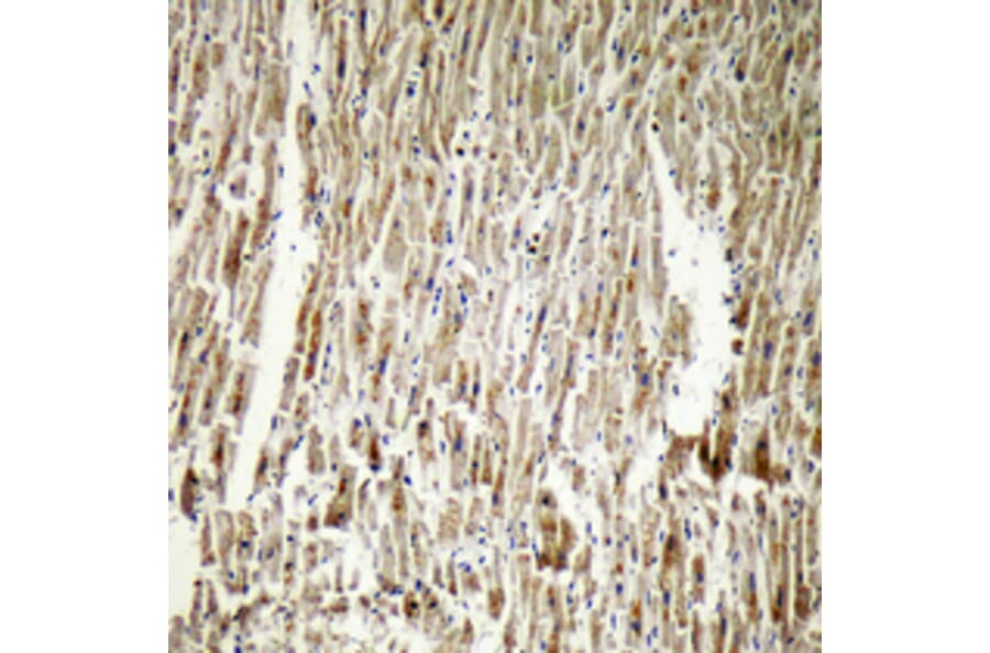 Immunohistochemistry - Anti-CRYAB Antibody (B0896) - Antibodies.com