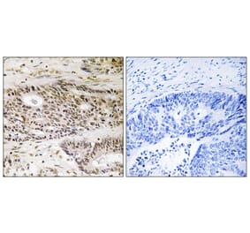 Immunohistochemistry - Anti-USP48 Antibody (C19392) - Antibodies.com