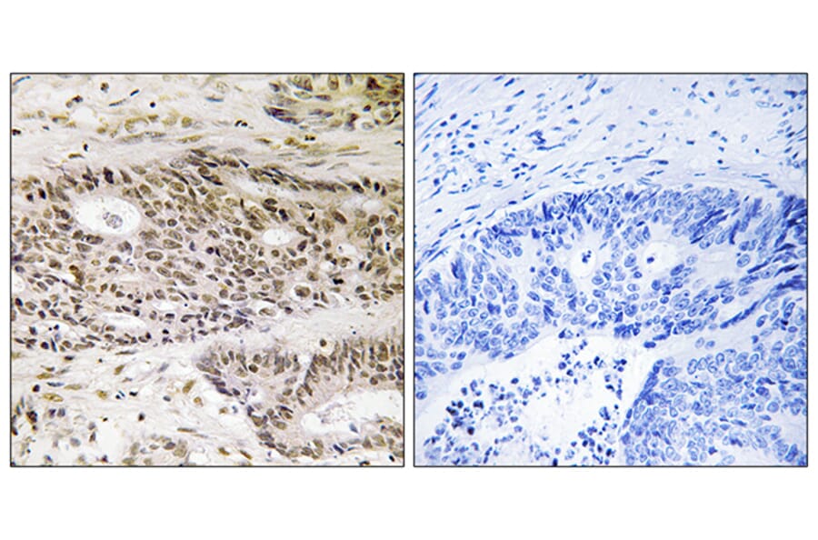 Immunohistochemistry - Anti-USP48 Antibody (C19392) - Antibodies.com