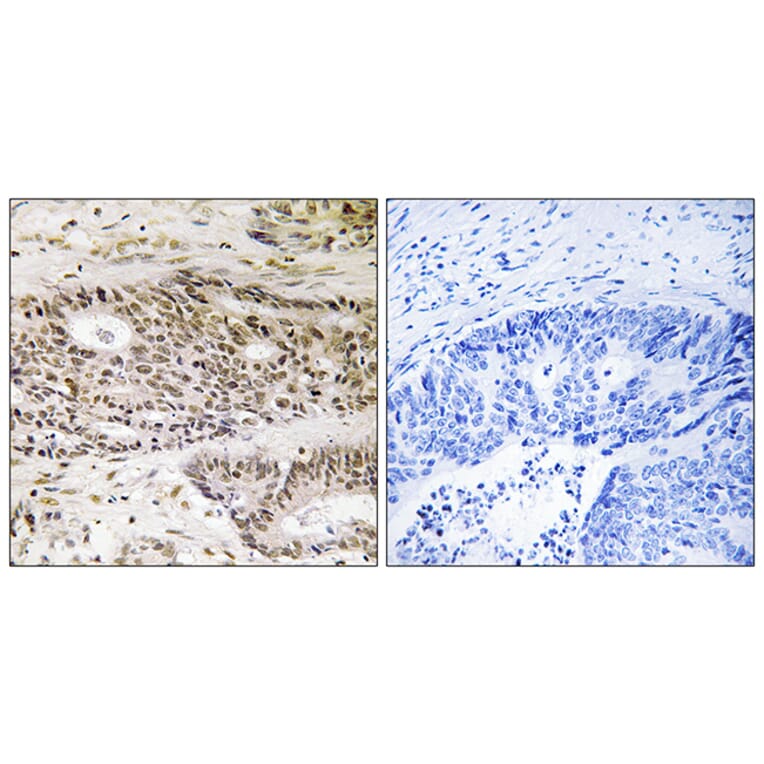 Immunohistochemistry - Anti-USP48 Antibody (C19392) - Antibodies.com