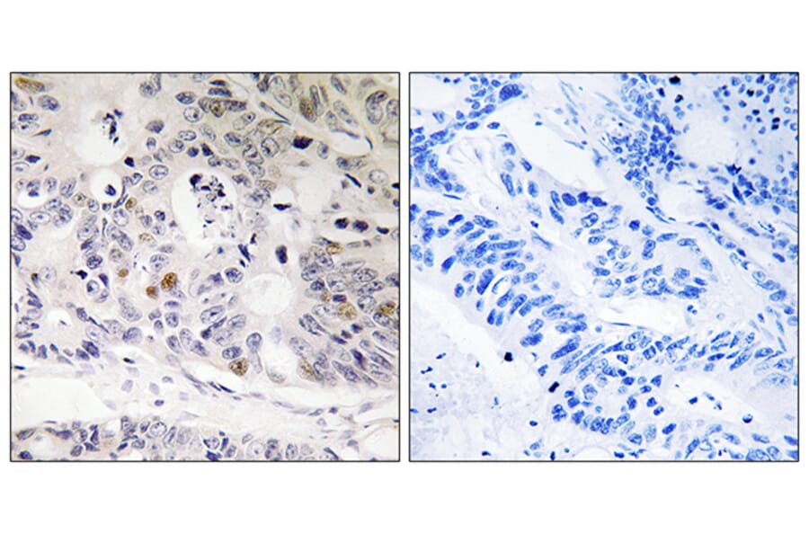 Immunohistochemistry - Anti-UBTD1 Antibody (C19406) - Antibodies.com