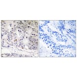 Immunohistochemistry - Anti-UBTD1 Antibody (C19406) - Antibodies.com