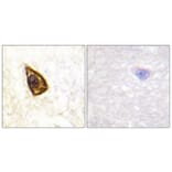 Immunohistochemistry - Anti-Trk B Antibody (B0036) - Antibodies.com