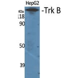 Western Blot - Anti-Trk B Antibody (B0036) - Antibodies.com