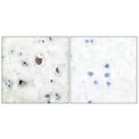 Immunohistochemistry - Anti-Trk B Antibody (B0036) - Antibodies.com