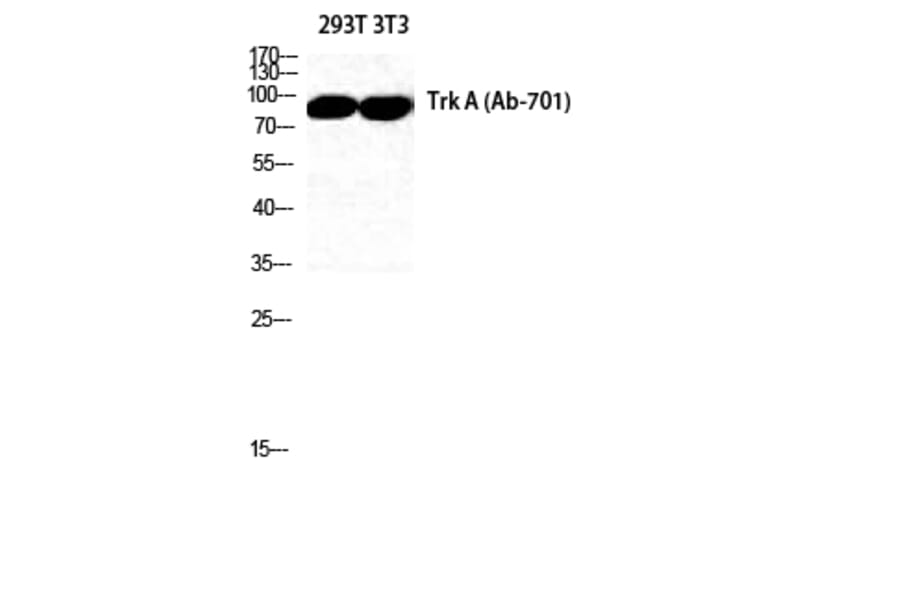Western Blot - Anti-Trk A Antibody (B8070) - Antibodies.com