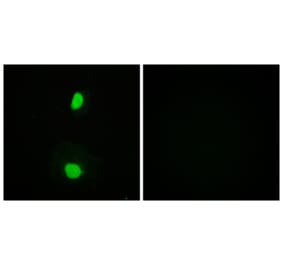 Immunofluorescence - Anti-TIP60 Antibody (B0814) - Antibodies.com