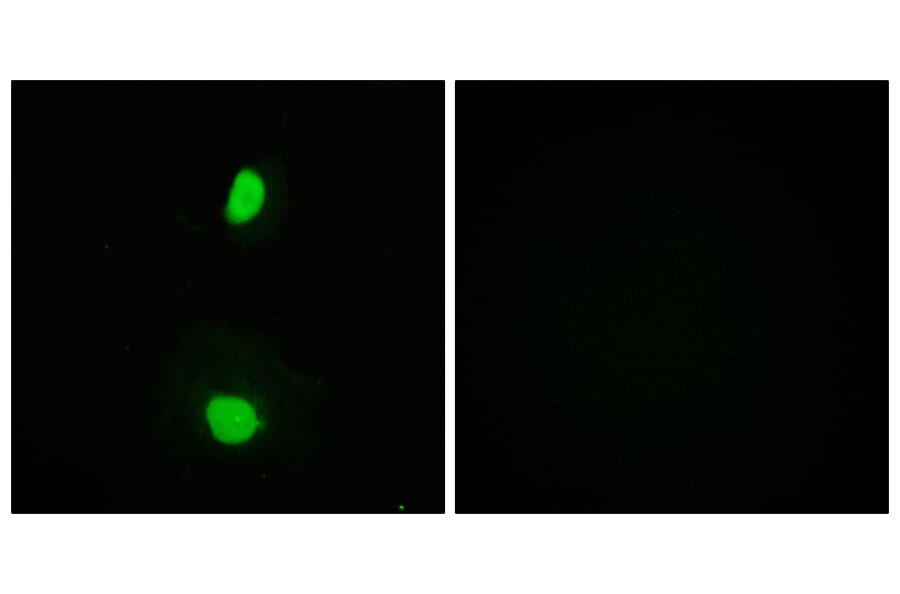 Immunofluorescence - Anti-TIP60 Antibody (B0814) - Antibodies.com