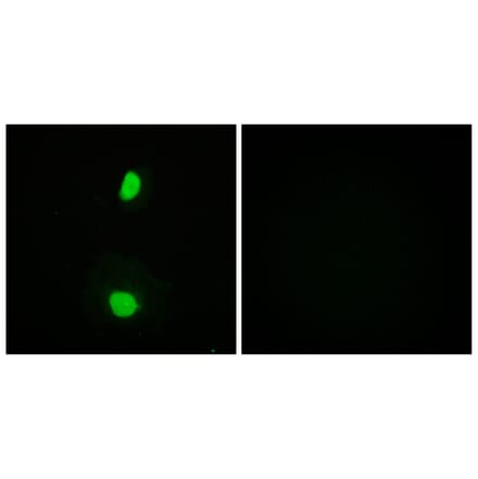 Immunofluorescence - Anti-TIP60 Antibody (B0814) - Antibodies.com