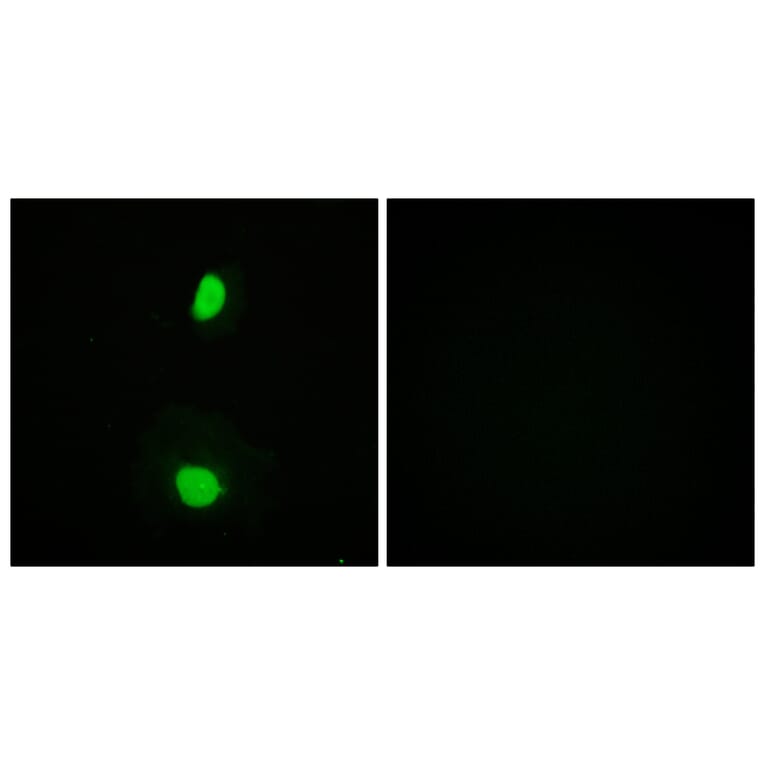 Immunofluorescence - Anti-TIP60 Antibody (B0814) - Antibodies.com