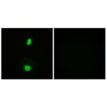 Immunofluorescence - Anti-TIP60 Antibody (B0814) - Antibodies.com