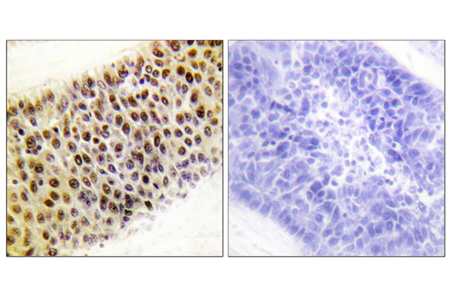 Immunohistochemistry - Anti-TIP60 Antibody (B0814) - Antibodies.com