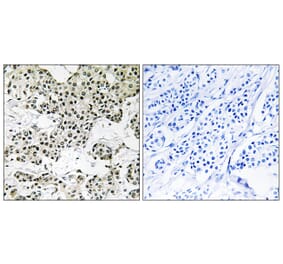 Immunohistochemistry - Anti-THOC5 Antibody (C19460) - Antibodies.com