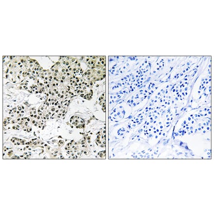 Immunohistochemistry - Anti-THOC5 Antibody (C19460) - Antibodies.com