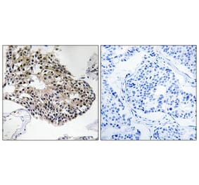 Immunohistochemistry - Anti-RPS25 Antibody (C14110) - Antibodies.com