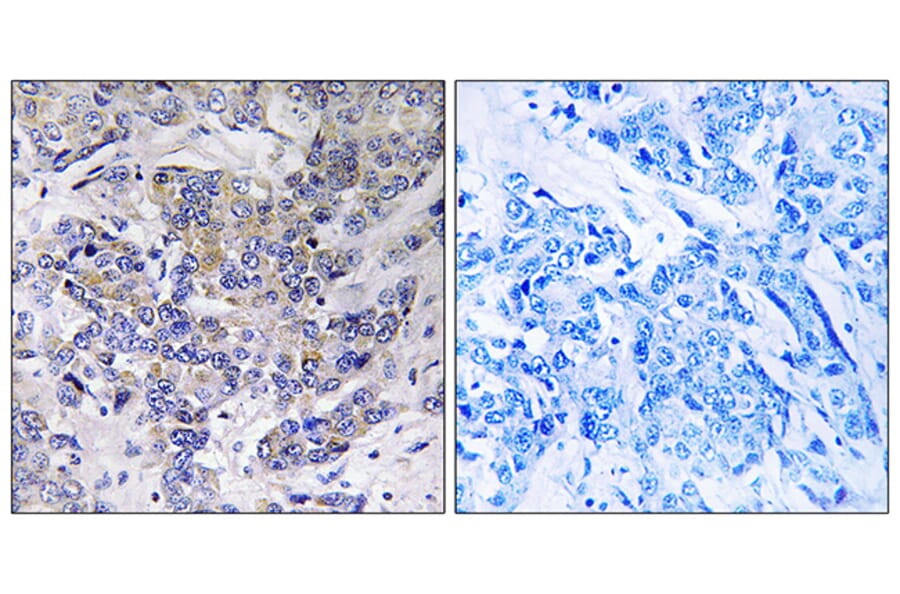 Immunohistochemistry - Anti-RPS21 Antibody (C14107) - Antibodies.com