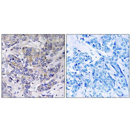 Immunohistochemistry - Anti-RPS21 Antibody (C14107) - Antibodies.com