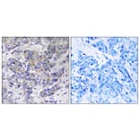 Immunohistochemistry - Anti-RPS21 Antibody (C14107) - Antibodies.com
