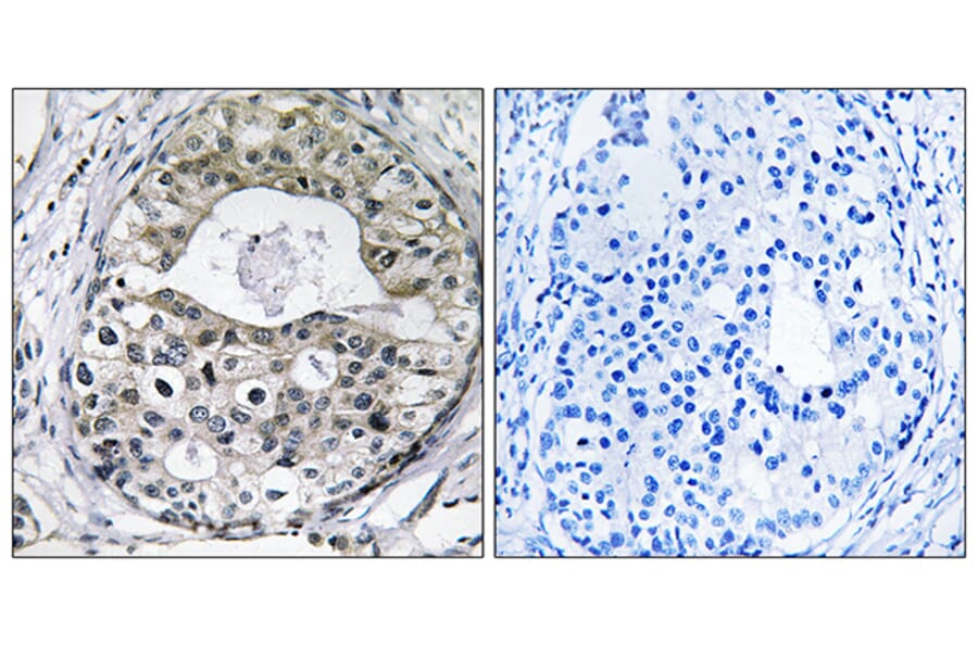 Immunohistochemistry - Anti-RPS13 Antibody (C14096) - Antibodies.com