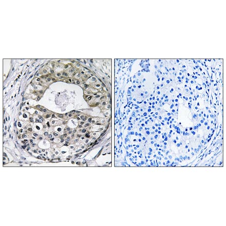 Immunohistochemistry - Anti-RPS13 Antibody (C14096) - Antibodies.com