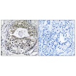 Immunohistochemistry - Anti-RPS13 Antibody (C14096) - Antibodies.com