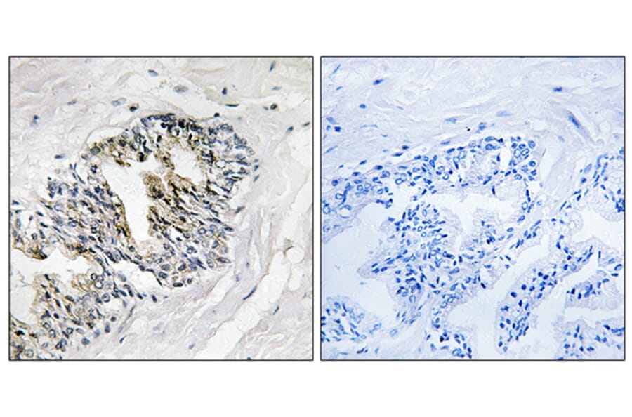 Immunohistochemistry - Anti-RPLP2 Antibody (C14143) - Antibodies.com