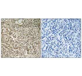 Immunohistochemistry - Anti-RPL40 Antibody (C14185) - Antibodies.com