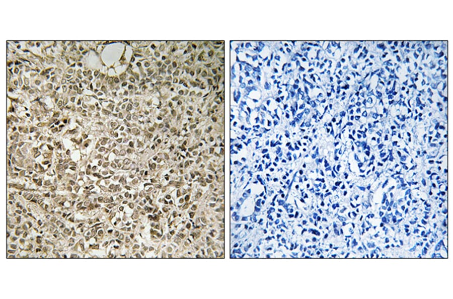 Immunohistochemistry - Anti-RPL40 Antibody (C14185) - Antibodies.com