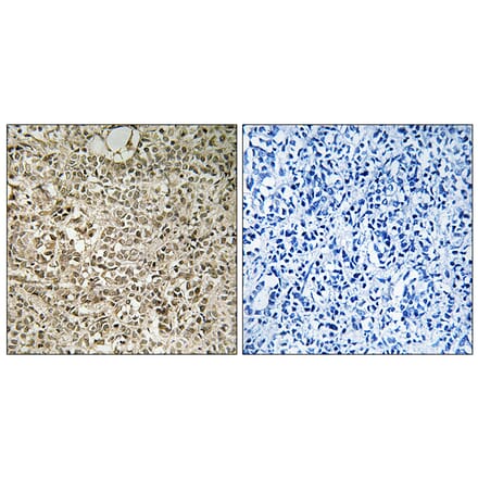 Immunohistochemistry - Anti-RPL40 Antibody (C14185) - Antibodies.com