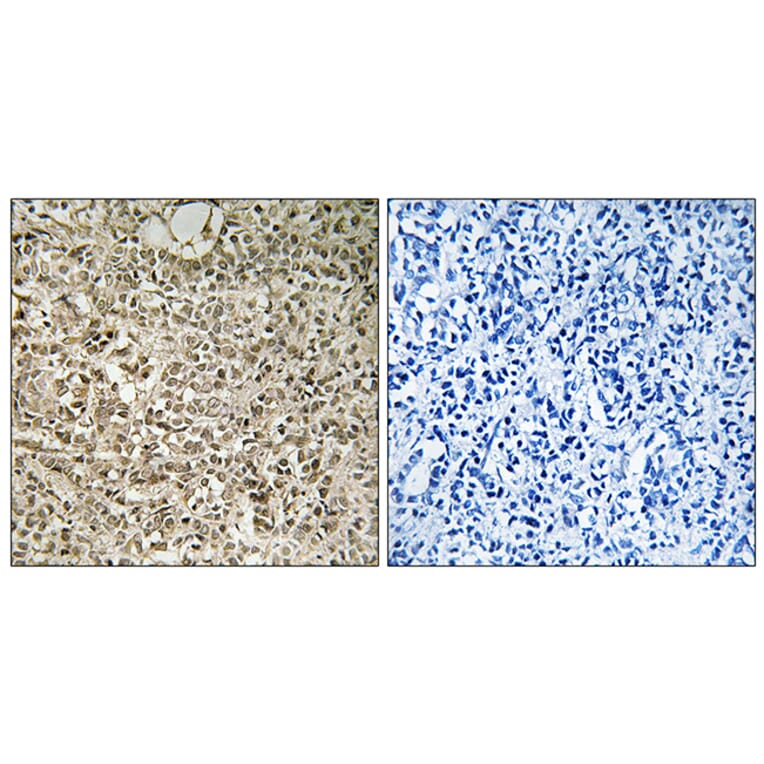 Immunohistochemistry - Anti-RPL40 Antibody (C14185) - Antibodies.com