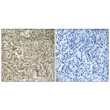 Immunohistochemistry - Anti-RPL40 Antibody (C14185) - Antibodies.com