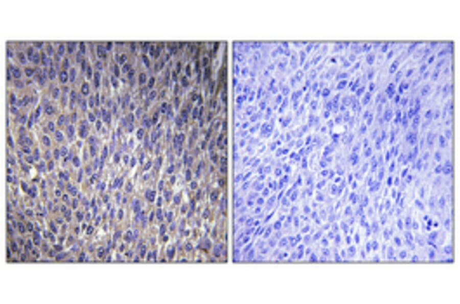 Immunohistochemistry - Anti-RPL40 Antibody (C14185) - Antibodies.com