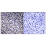 Immunohistochemistry - Anti-RPL40 Antibody (C14185) - Antibodies.com
