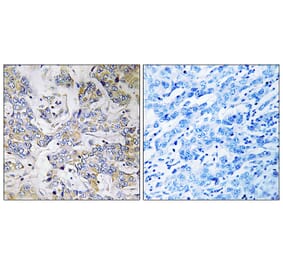 Immunohistochemistry - Anti-RPL37 Antibody (C14178) - Antibodies.com