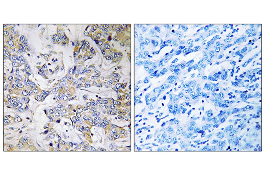 Immunohistochemistry - Anti-RPL37 Antibody (C14178) - Antibodies.com