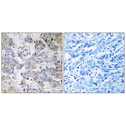 Immunohistochemistry - Anti-RPL37 Antibody (C14178) - Antibodies.com