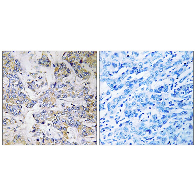 Immunohistochemistry - Anti-RPL37 Antibody (C14178) - Antibodies.com
