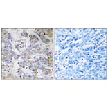 Immunohistochemistry - Anti-RPL37 Antibody (C14178) - Antibodies.com