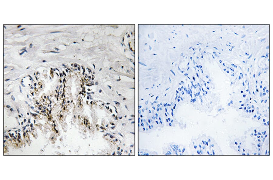 Immunohistochemistry - Anti-RPL31 Antibody (C14170) - Antibodies.com