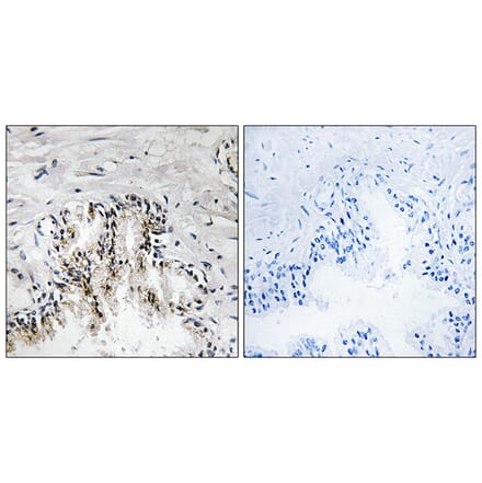 Immunohistochemistry - Anti-RPL31 Antibody (C14170) - Antibodies.com