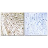Immunohistochemistry - Anti-RPL22 Antibody (C14158) - Antibodies.com