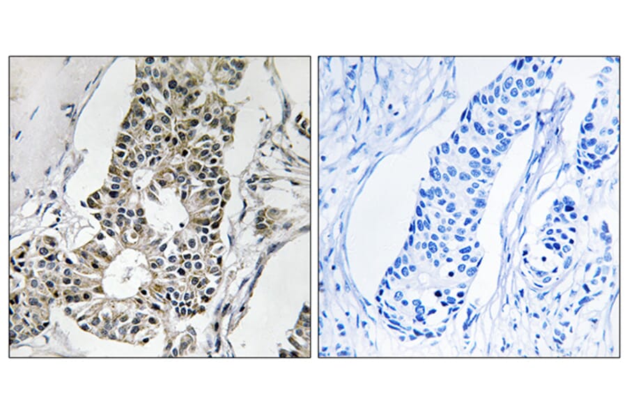 Immunohistochemistry - Anti-RIMS4 Antibody (C18307) - Antibodies.com