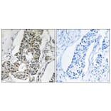 Immunohistochemistry - Anti-RIMS4 Antibody (C18307) - Antibodies.com