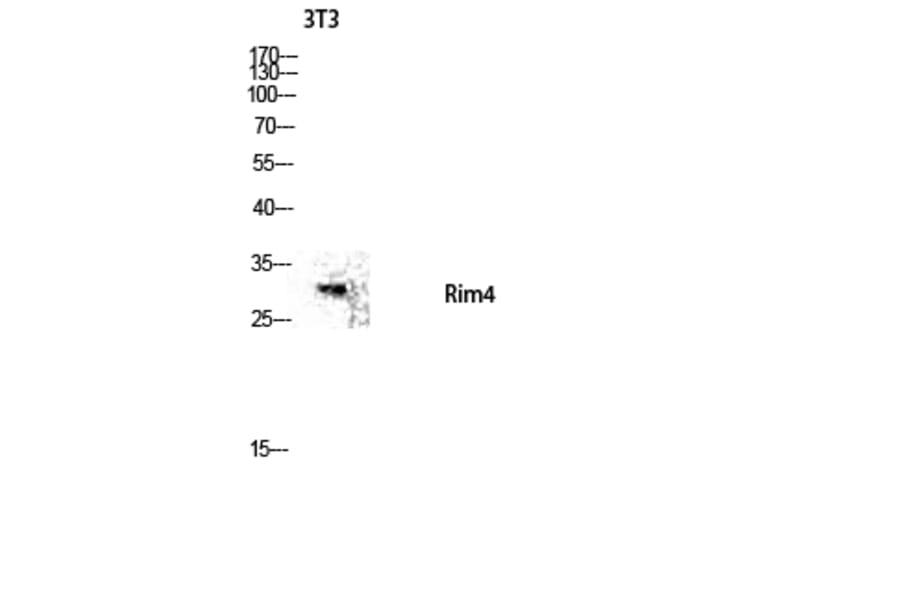 Western Blot - Anti-RIMS4 Antibody (C18307) - Antibodies.com