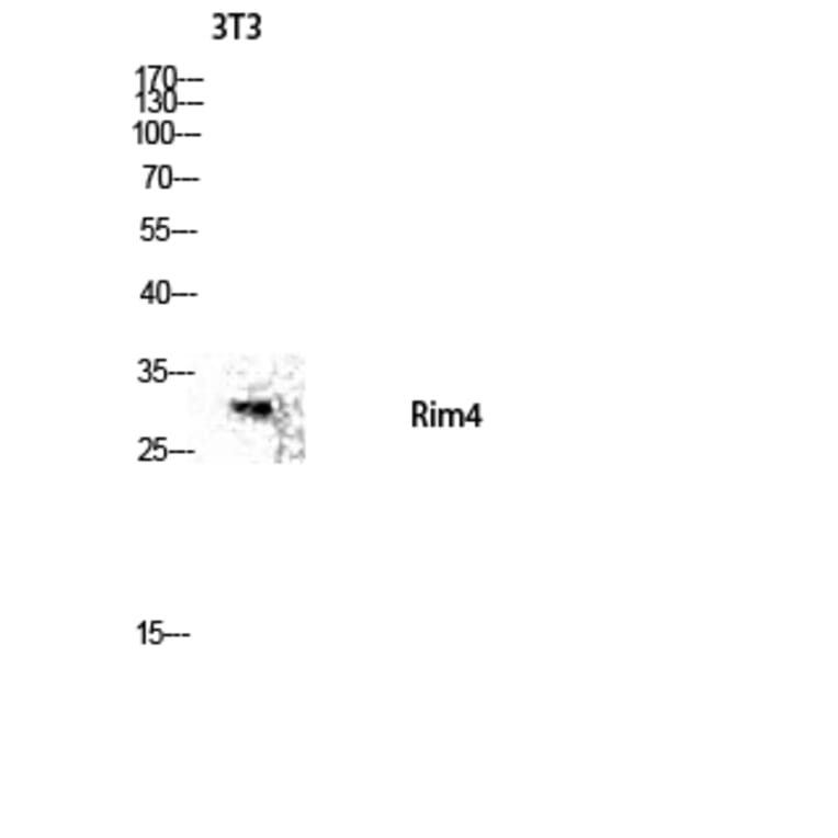 Western Blot - Anti-RIMS4 Antibody (C18307) - Antibodies.com