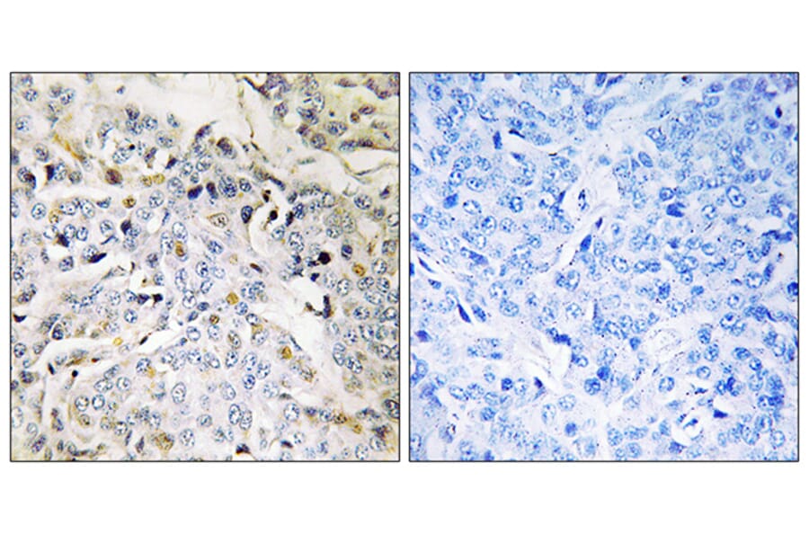 Immunohistochemistry - Anti-RBM34 Antibody (C18459) - Antibodies.com