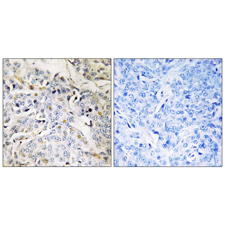 Immunohistochemistry - Anti-RBM34 Antibody (C18459) - Antibodies.com
